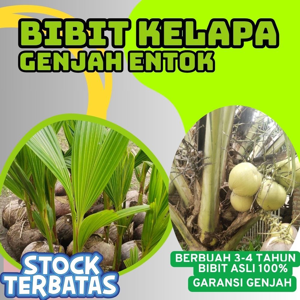 SUDAH DIKUPAS  Bibit Buah Kelapa Genjah Hibrida F1, Bibit Buah Kelapa Genjah Kebumen F1
