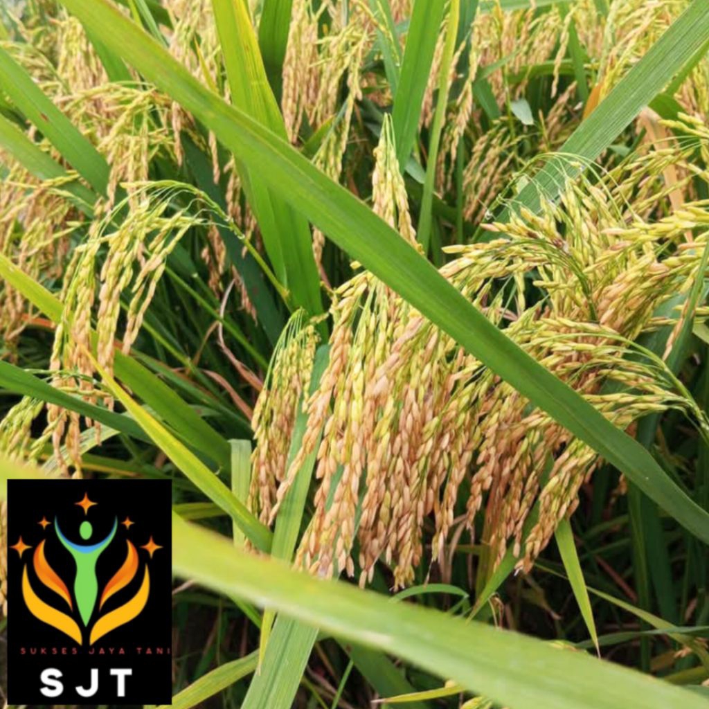 Bibit Padi Unggul HMS 700 Kualitas Super Kemasan 5Kg