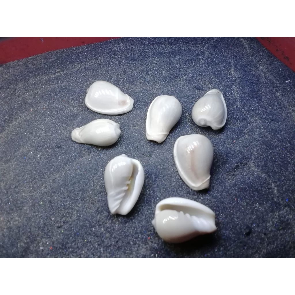 

cangkang kerang hias