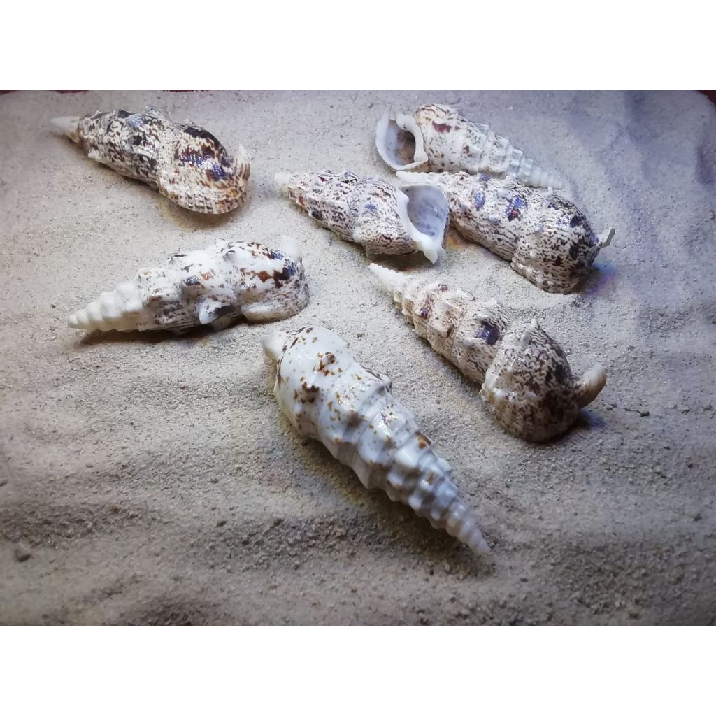 

cangkang kerang putri salju