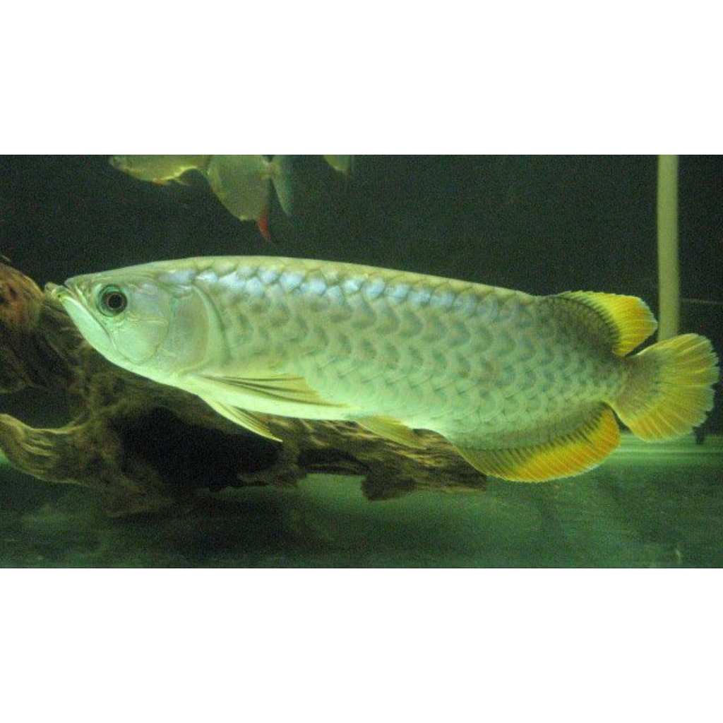 ikan arwana banjar red size 35-40 cm