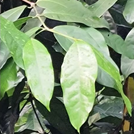 

Daun Melinjo Fresh Langsung petik dari pohon [50 lembar]