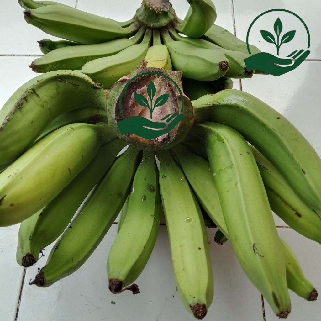 

Pisang Nangka Kualitas Super 1 kg