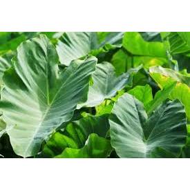 

Daun Talas Beneng Segar Termurah, Daun Talas Beneng Terbaik. Bisa COD