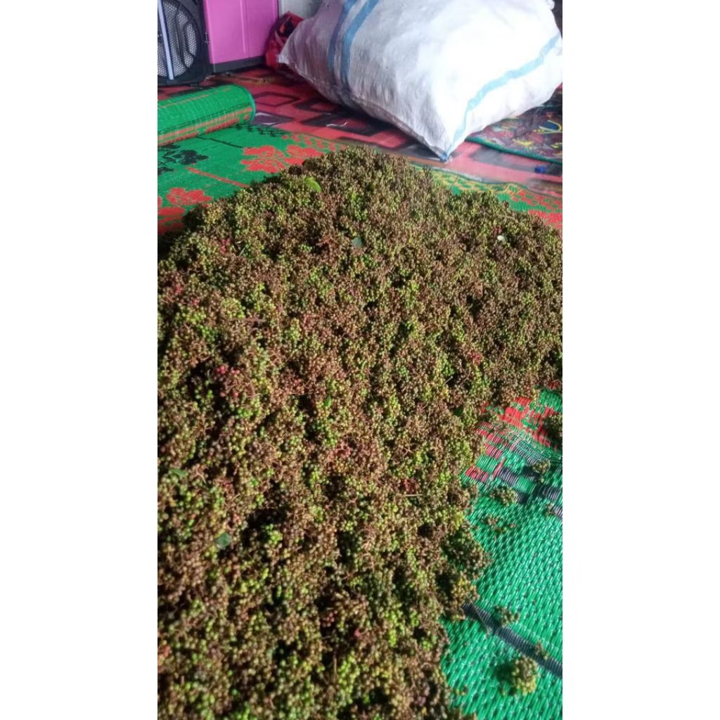 

SEGAR, MERICA SUMUT, BUMBU ANDALIMAN