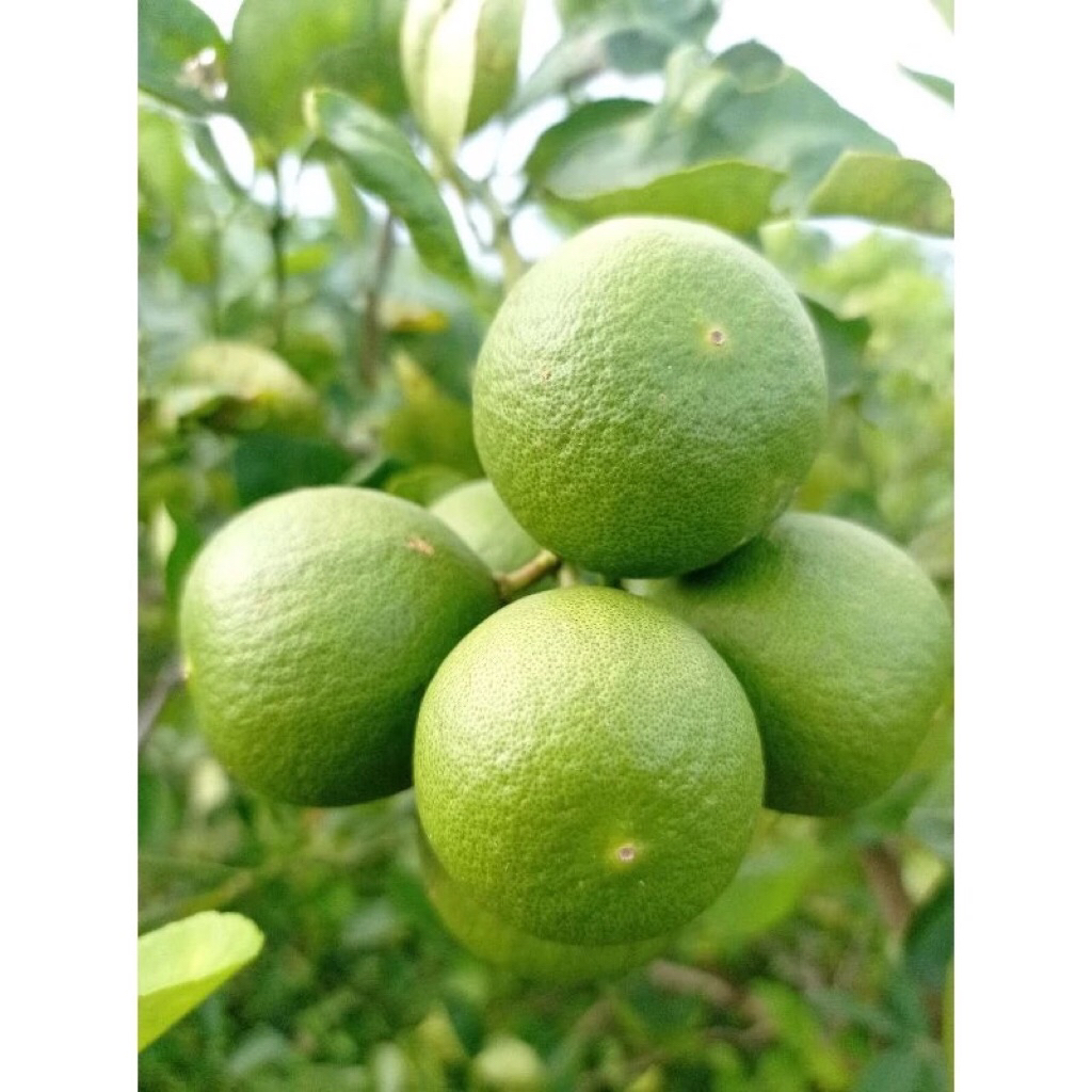 

Jeruk Nipis Fress langsung petik