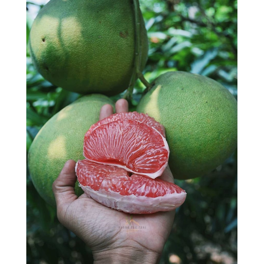 

JERUK PAMELO MADU MANIS // ASLI PETANI LOKAL MURIA