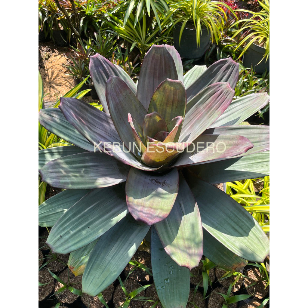 Bromelia Giant Merah Super Jumbo - Tanaman Hias Bromelia Giant Merah Super Jumbo - Bromelia Murah