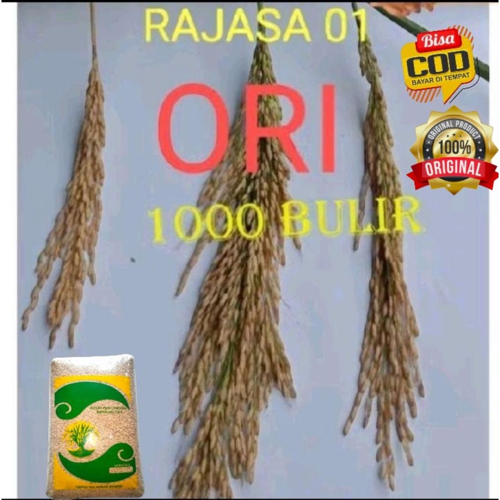 Benih Padi UNGGUL RAJASA 01 1000 BULIR Kemasan 1Kg