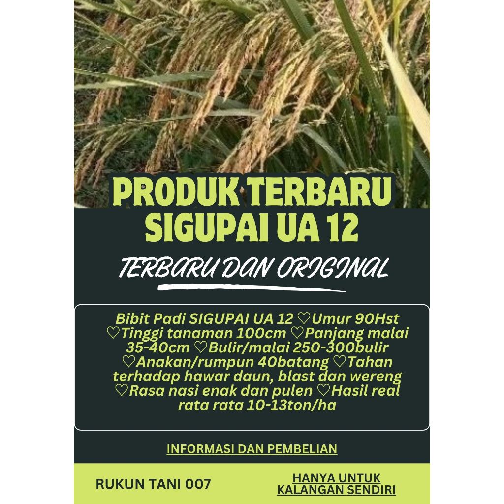 Bibit Benih Padi Sigupai ua12 kemasan 1kg