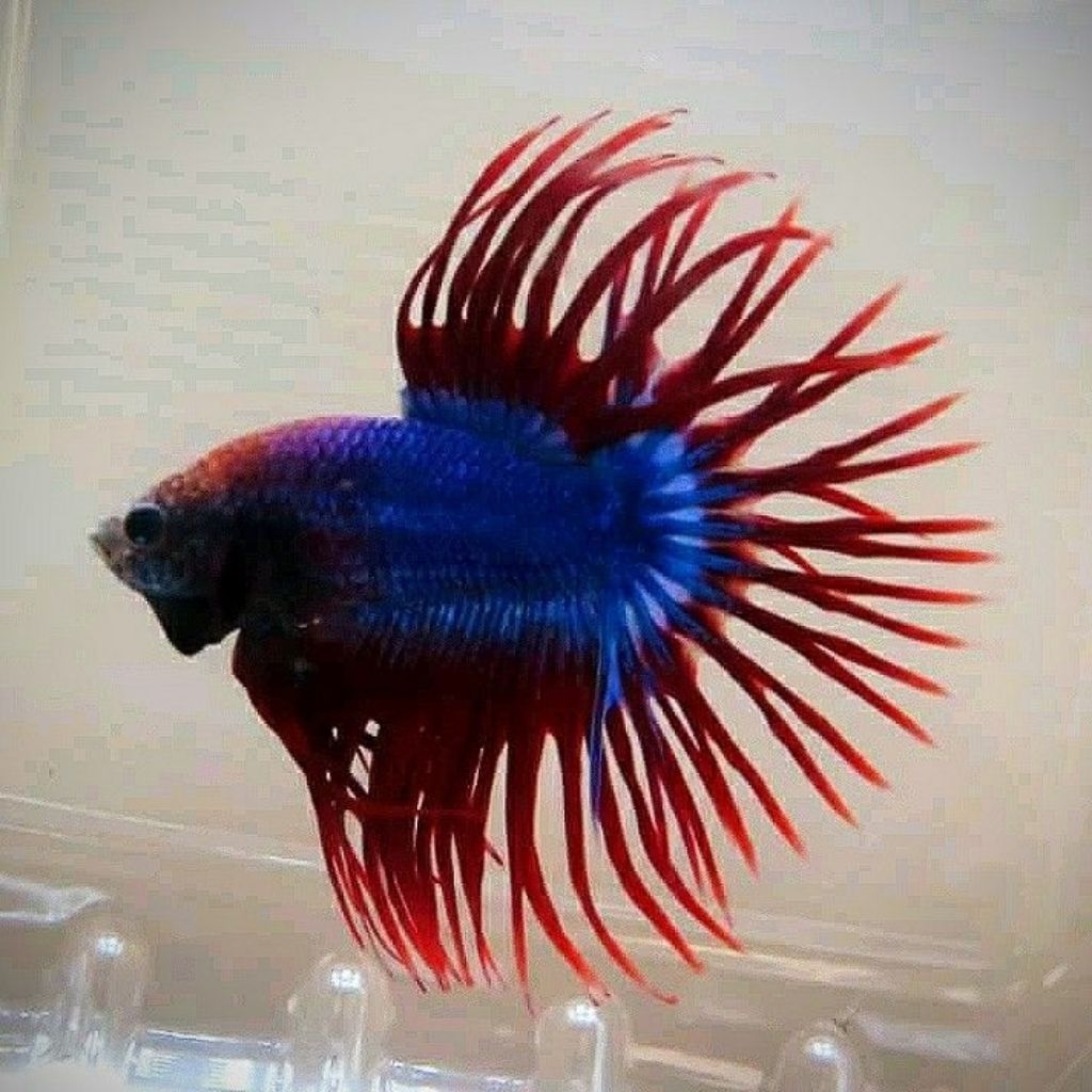 Ikan Hias Cupang Crowntail Mascot Size M Jantan CT Mascot Betta Hiasan Aquarium Kolam Tank Aquascape