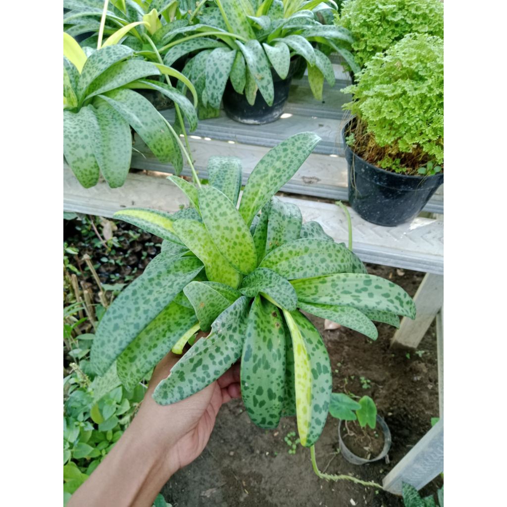 lidah katak | tanaman hias lidah katak | tanaman gantung | kondisi rimbun-rimbun