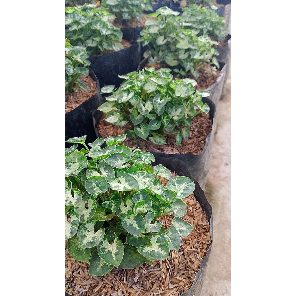 syngonium mini / syngonium liliput / syngonium mini pixie