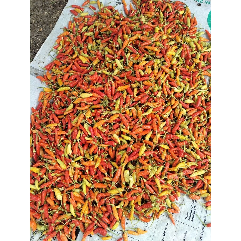 

Cabai Rawit merah super pedas dan segar