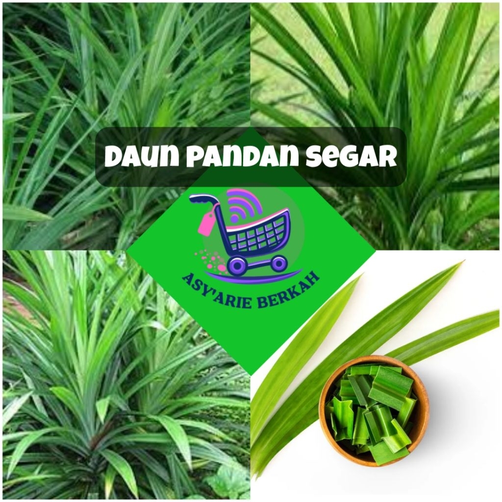 

Daun pandan segar 20 lembar