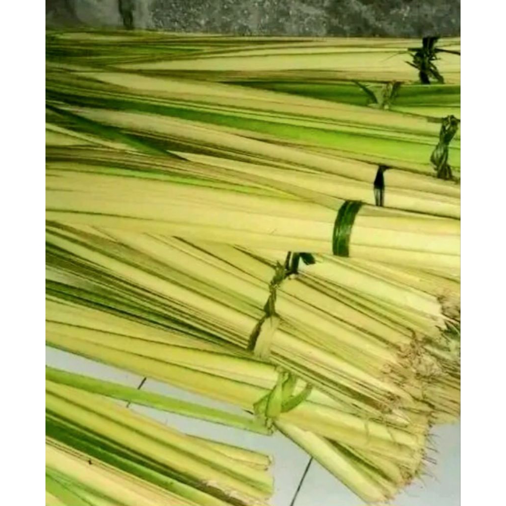

Jual daun kelapa muda segar per 50 lembar