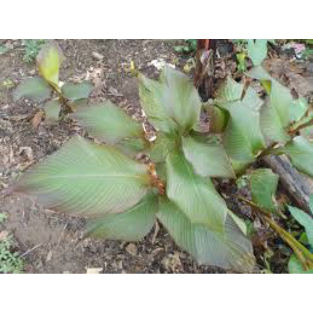 

daun gayong segar 500grm