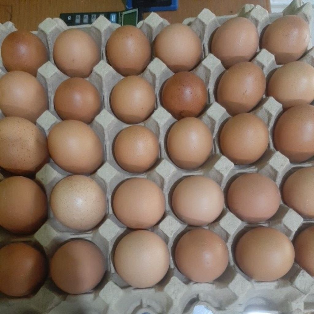 

telur ayam omega/biasa 1kg 30ribu