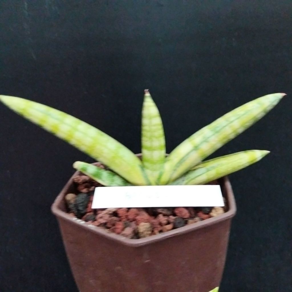 Sansevieria boncel varigata