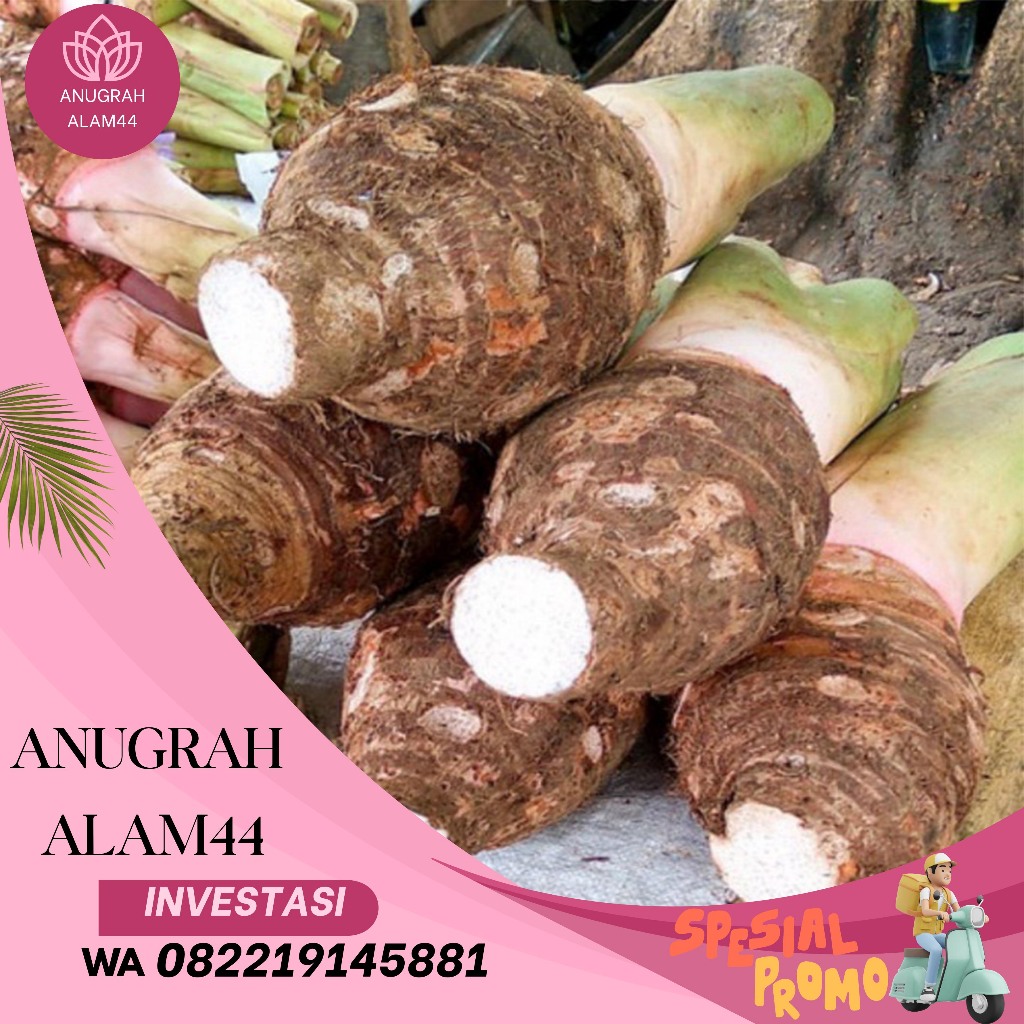 

Talas Bogor Jumbo 1Kg Organik Pengiriman Instan