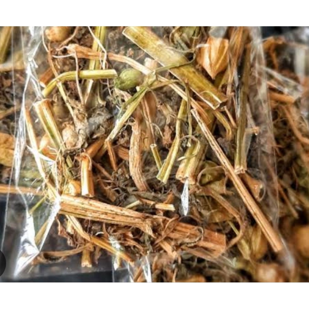 

Ciplukan kering / daun ciplukan kering per 2 bungkus-az