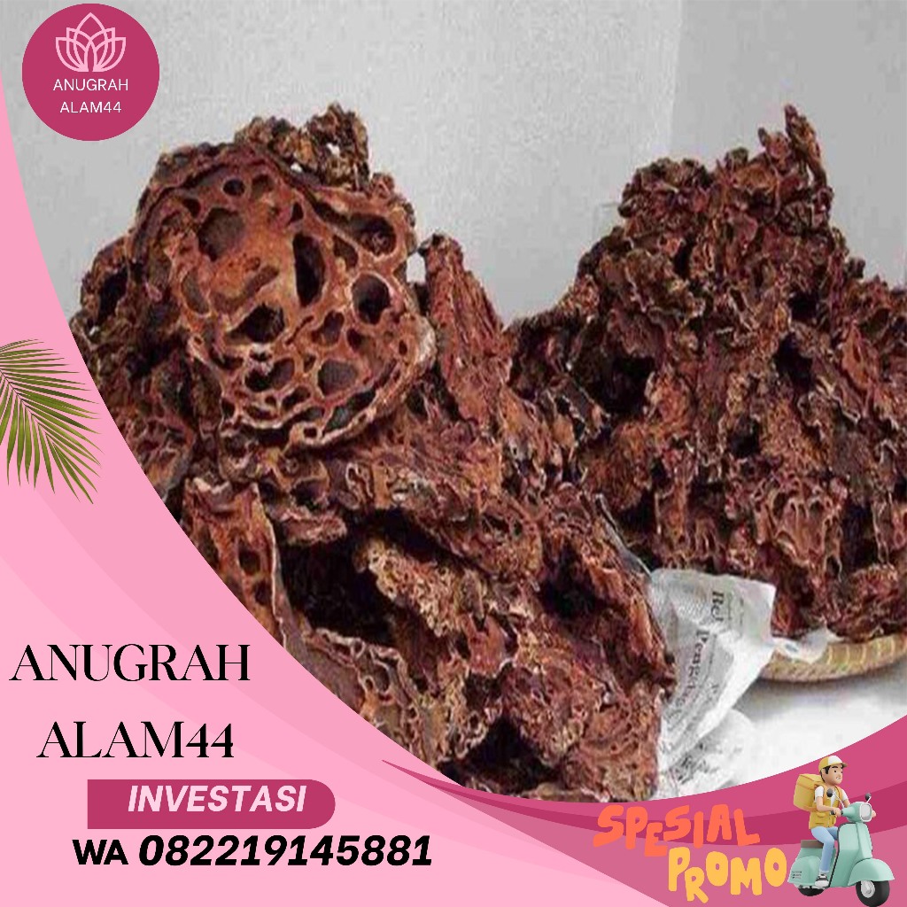 

SARANG SEMUT ASLI PAPUA 1 KG / Obat Kanker Herbal / Obat Ginjal Herbal