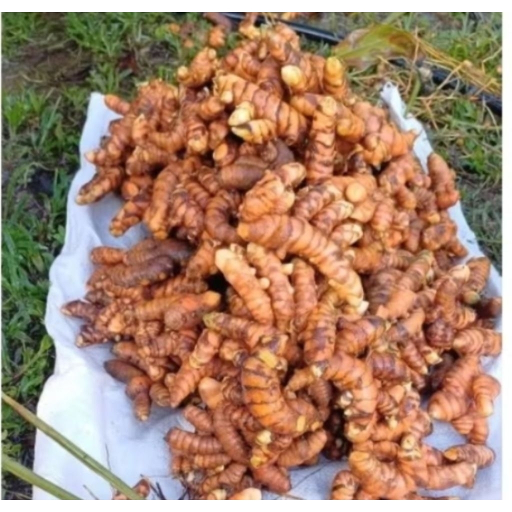 

Kunyit Tua Segar/Bumbu Dapur/Bahan Masakan/Obat Herbal tradisional/Pewarna Alami