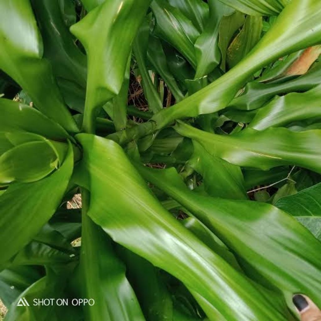

Daun hanjuang hijau 10 lembar