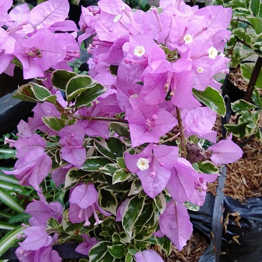 Tanaman Bougenville ungu varigata (orian)