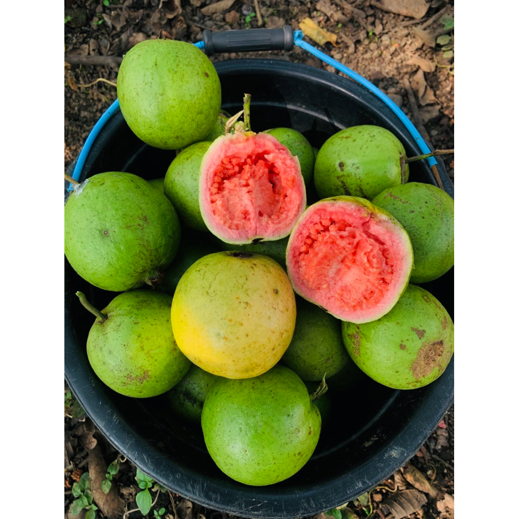 

Promo jambu merah | Red guavas fresh 1kg