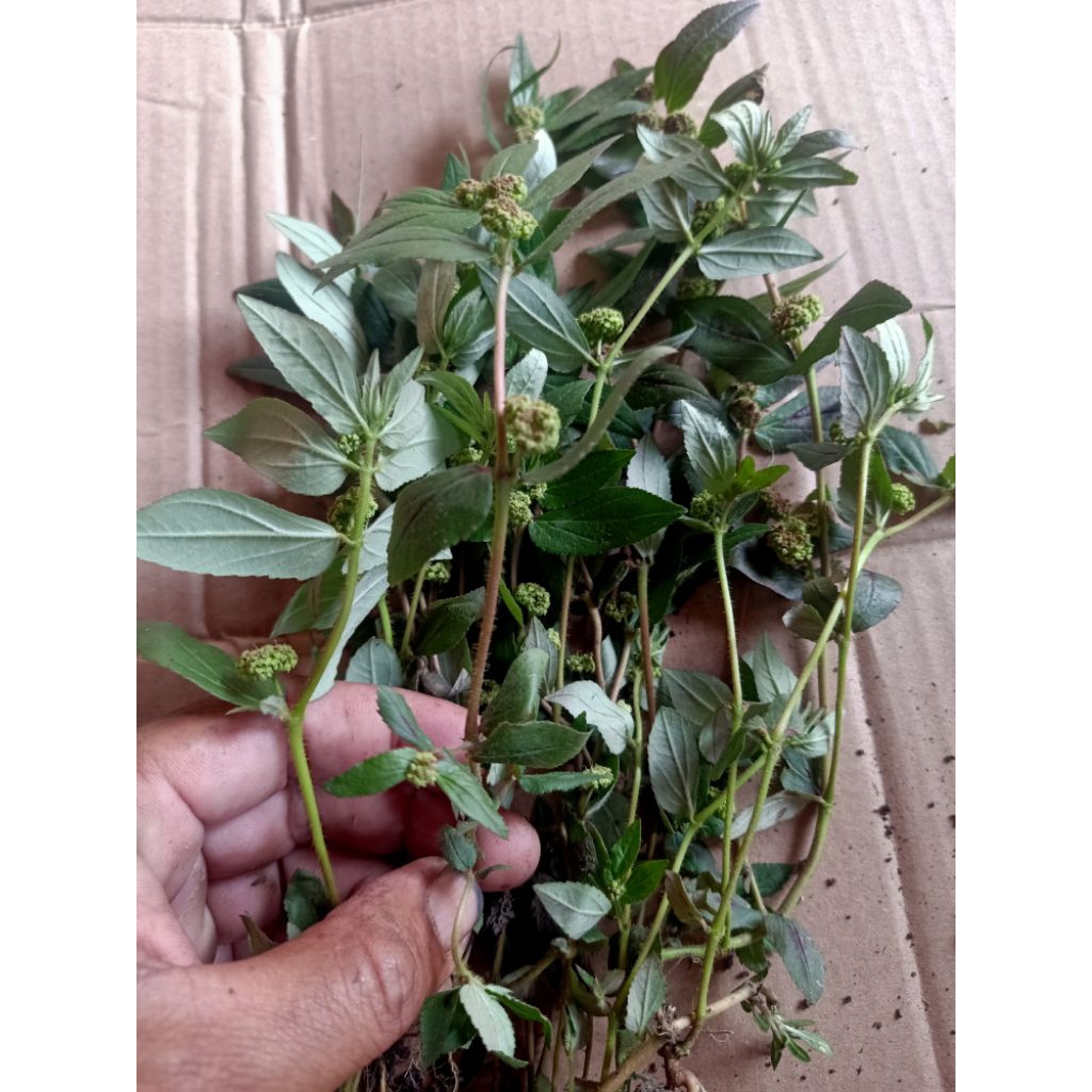

Daun Patikan kebo plus akar 300 gram