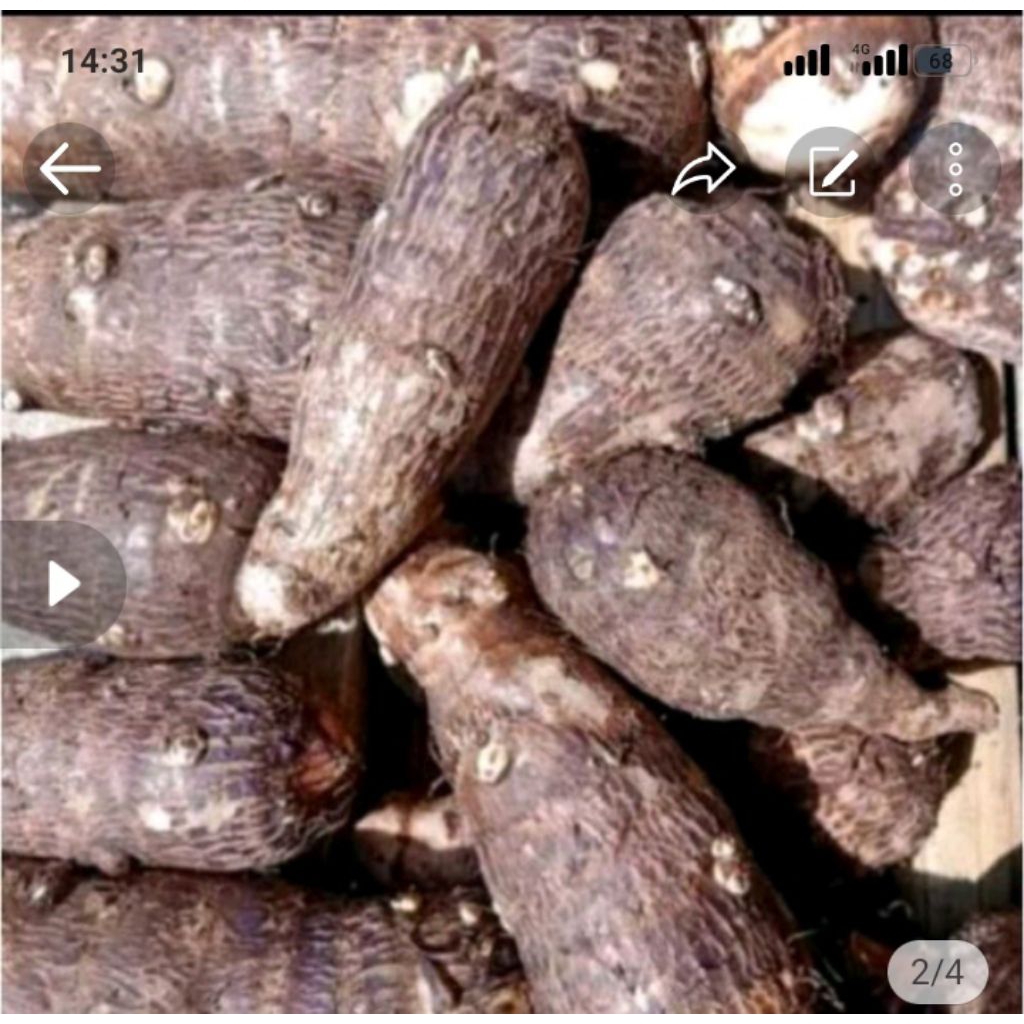 

talas segar/tales segar fresh