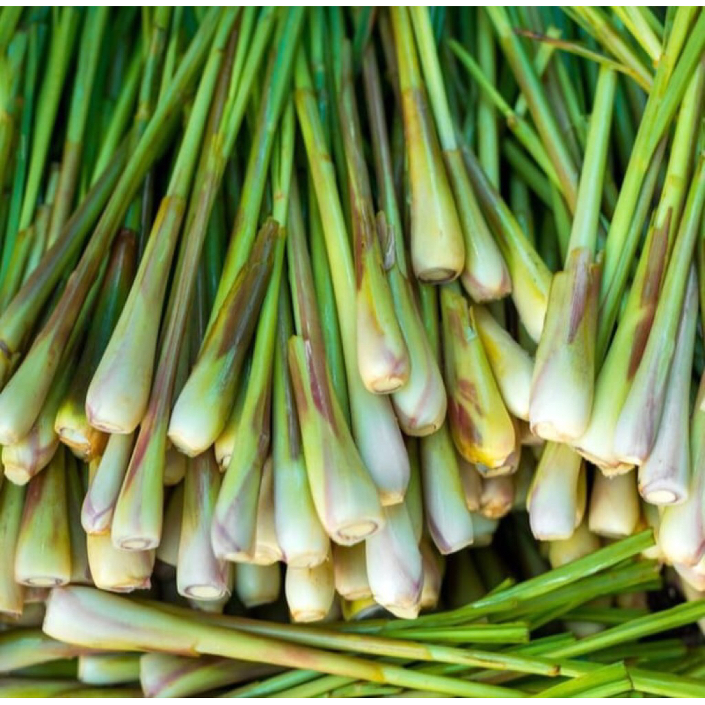 

Sereh Segar Serai Wangi Rempah Per Ikat Sayur