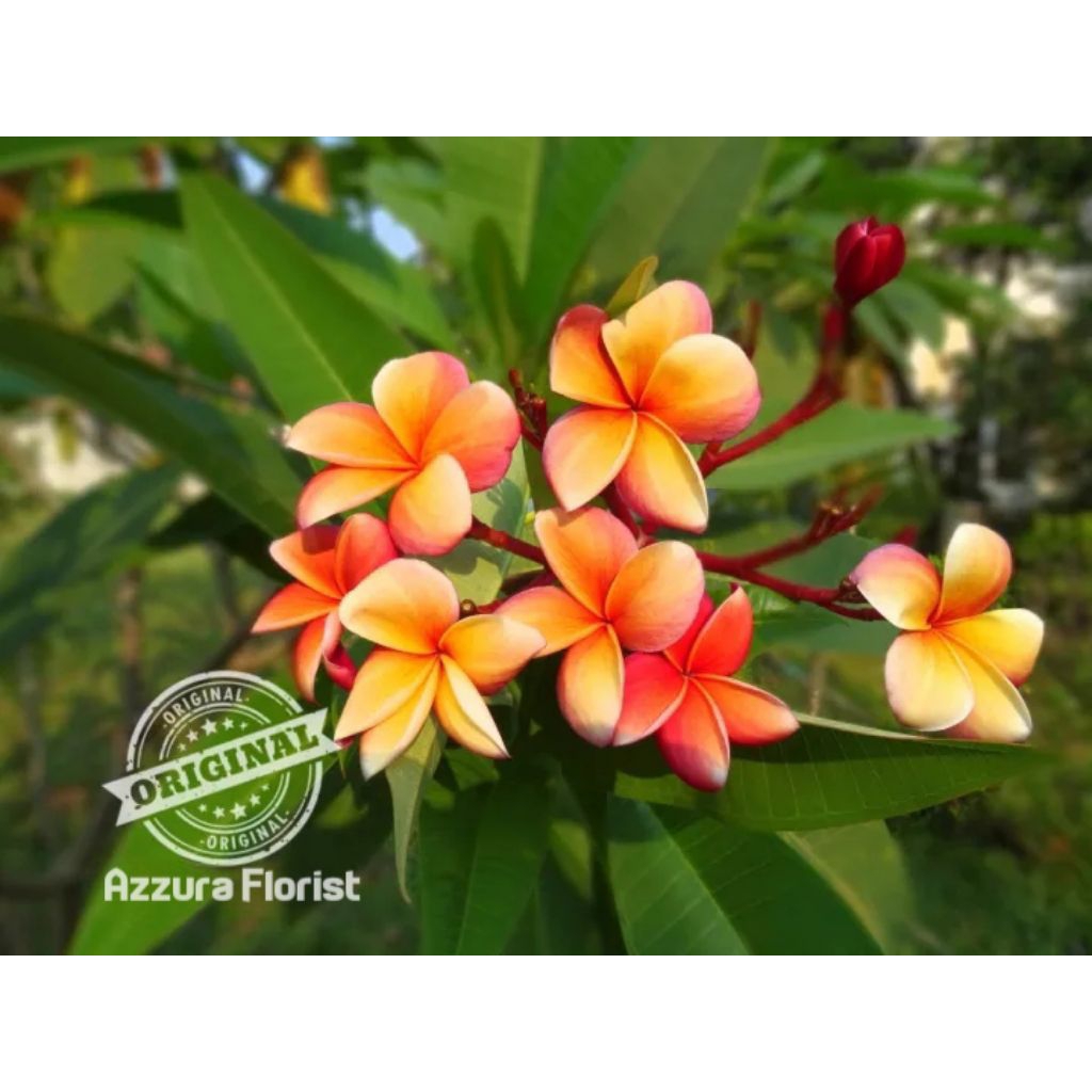 Tanaman hias plumeria Kamboja Bali Cendana emas cutting