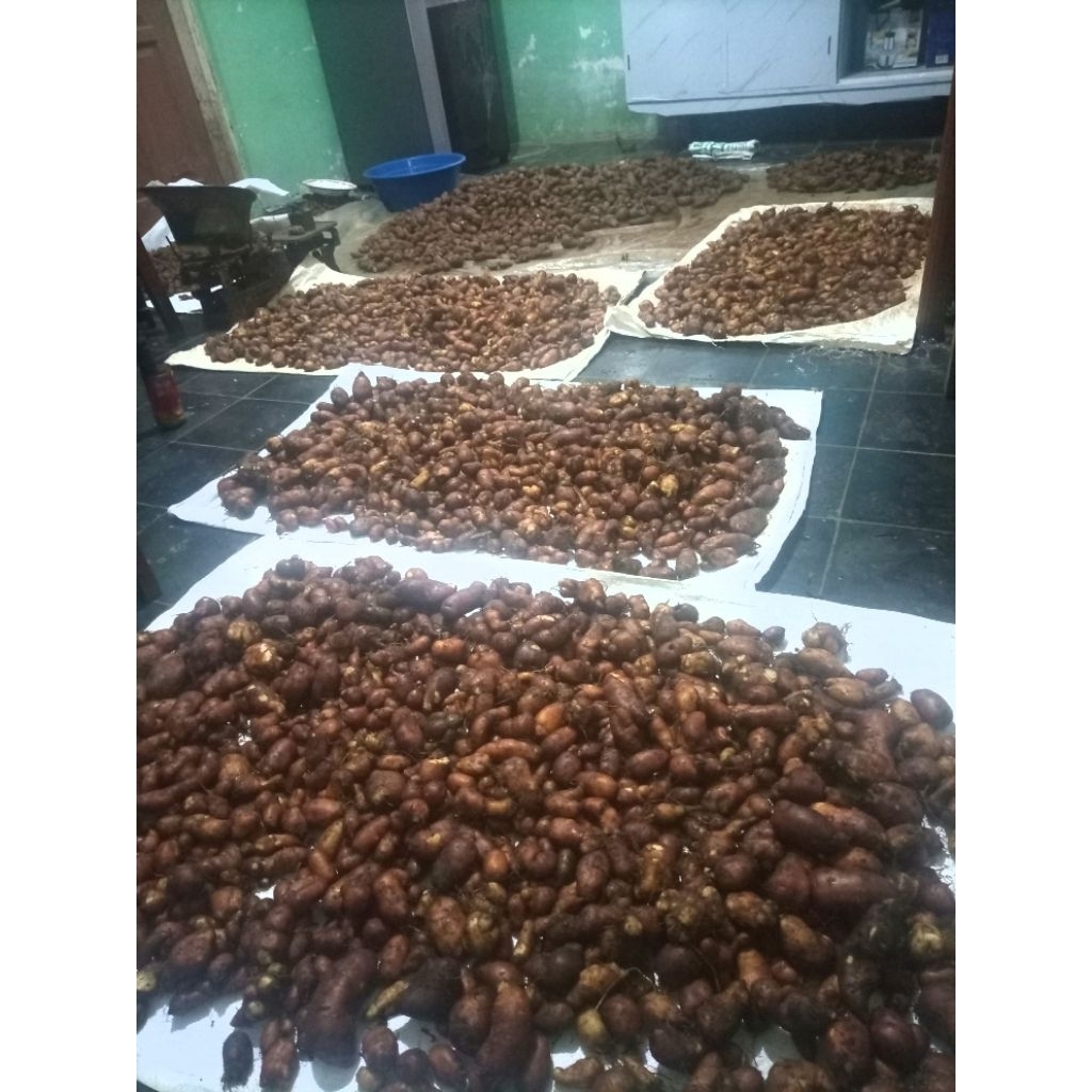 

Kentang Kleci, Kentang Bulu, Kentang hitam 1kg
