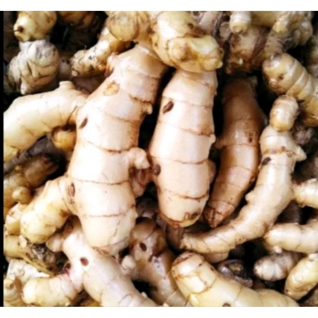 

kunyit putih/Curcuma zedoaria 1kg