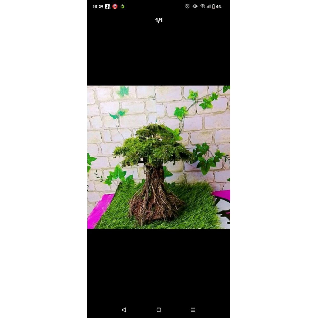 bonsai beringin aquarium aquascape