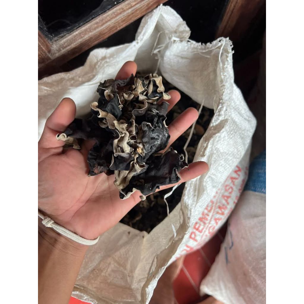 

jamur kuping kering 100g