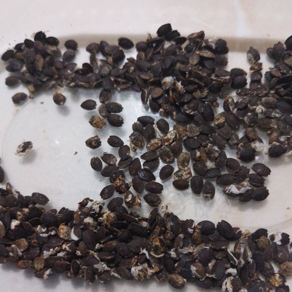 BENIH MARKISA KUNING MANIS BY REZRAYSHOP