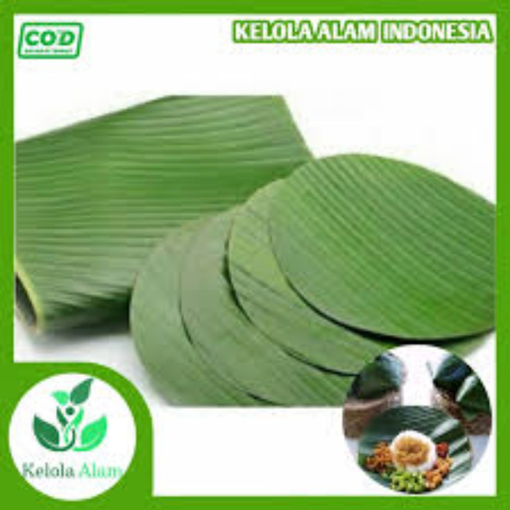 

DAUN PISANG SERIBU MANGPAAT BULAT PER BIJI