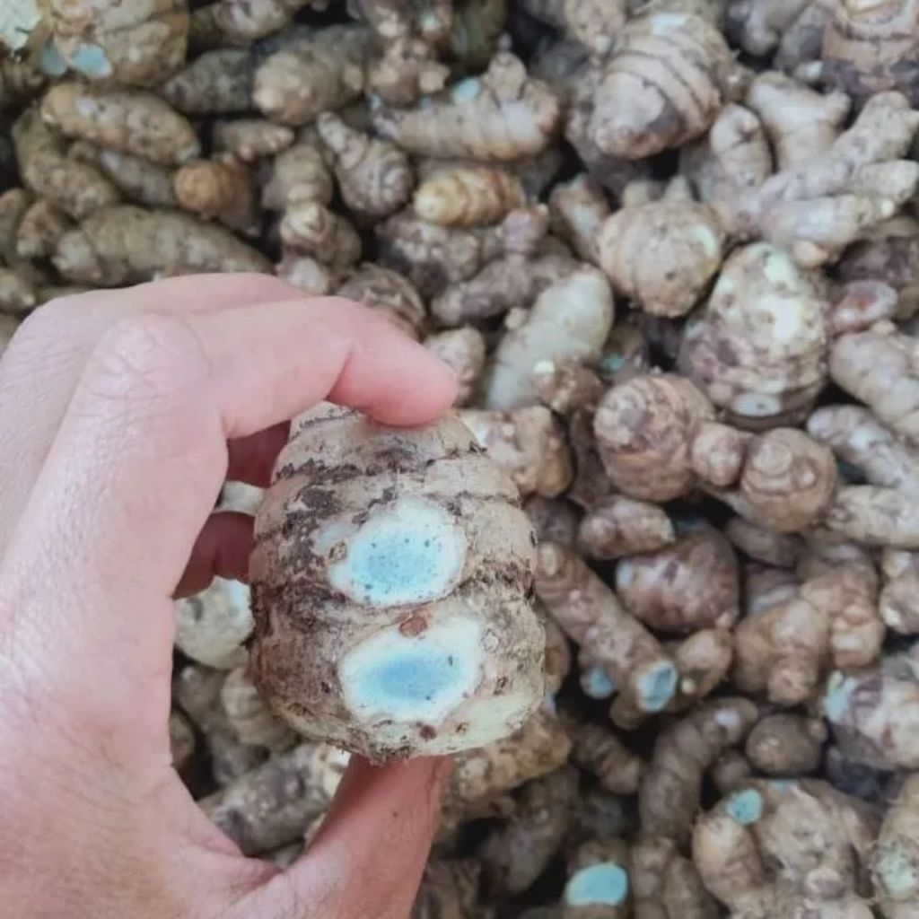 

temu ireng/kunyit hitam 1kg