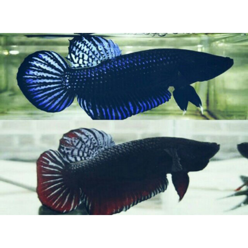 termurah sepasang cupang bagan jantan/betina