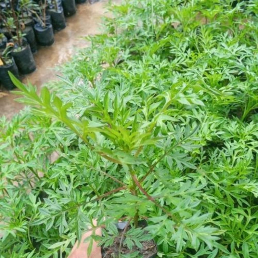 Bibit tanaman daun kenikir,bibit herbal kenikir