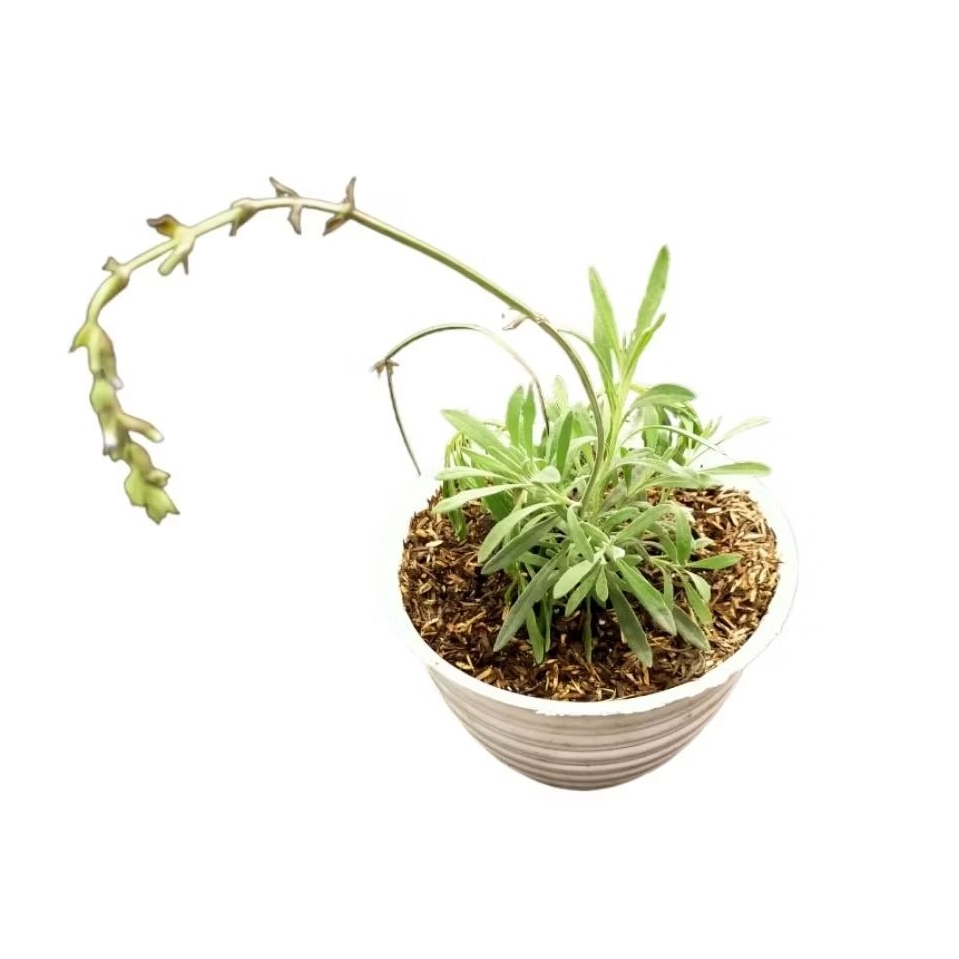 lavender asli tanaman English lavender