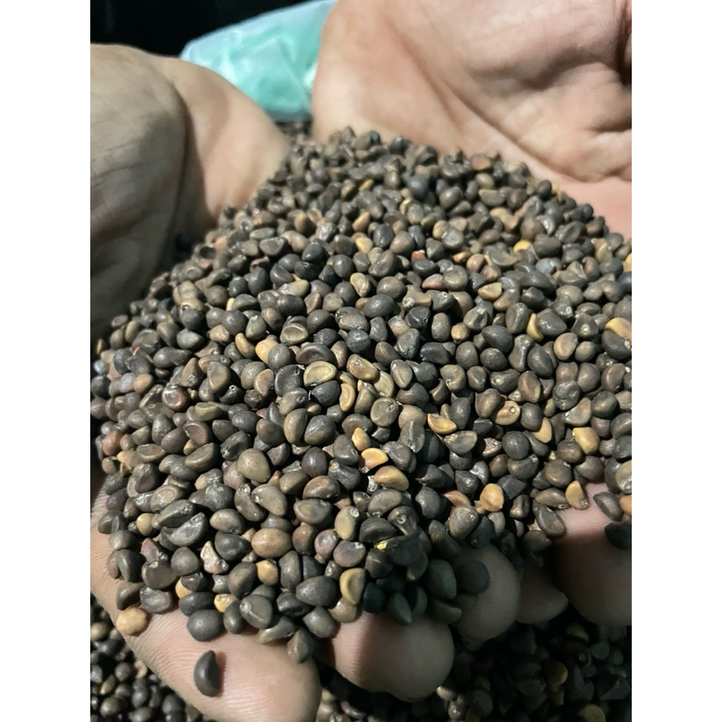 Lionmarket Benih Kangkung Daun Sedang/Bibit Kangkung Daun Sedang Kiloan 1Kg