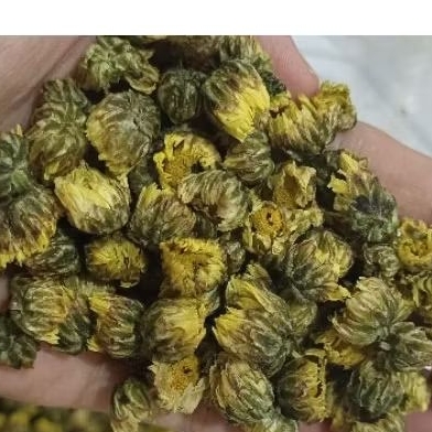 

BABY CHRYSANTHEMUM / THAI JI HUA / TAI JU HUA