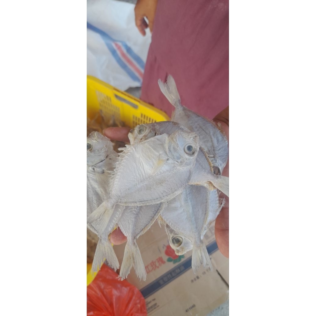 

ikan dhodok/petek kering(asin)
