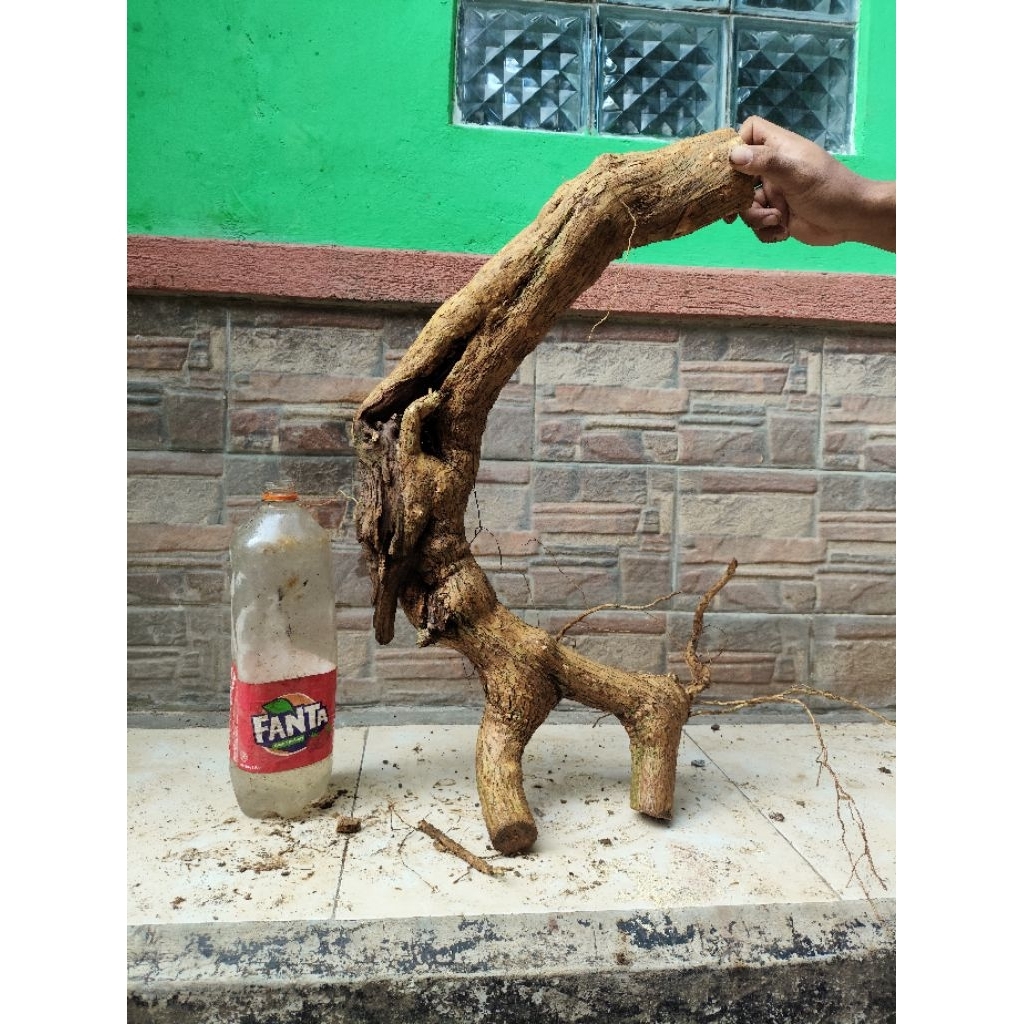 bahan dongkelan wahong gunung meliuk unik