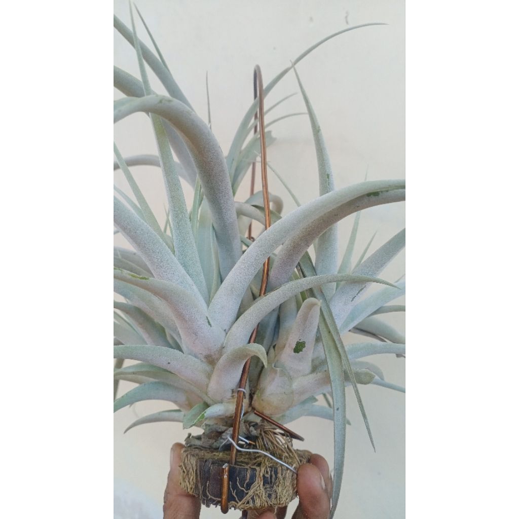 tillandsia capitata silver
