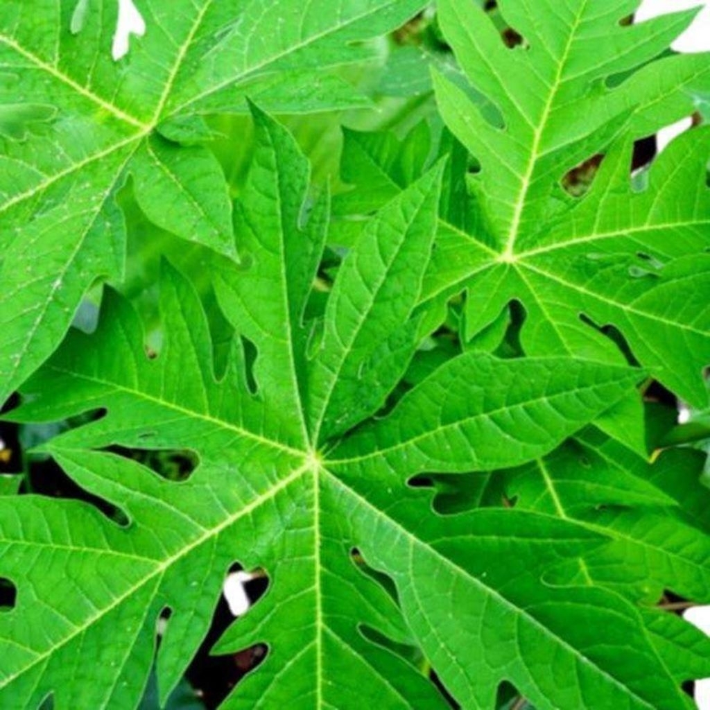 

daun pepaya segar terlaris 100 gram